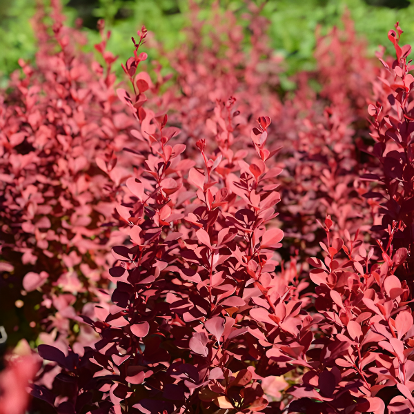 Основное изображение товара