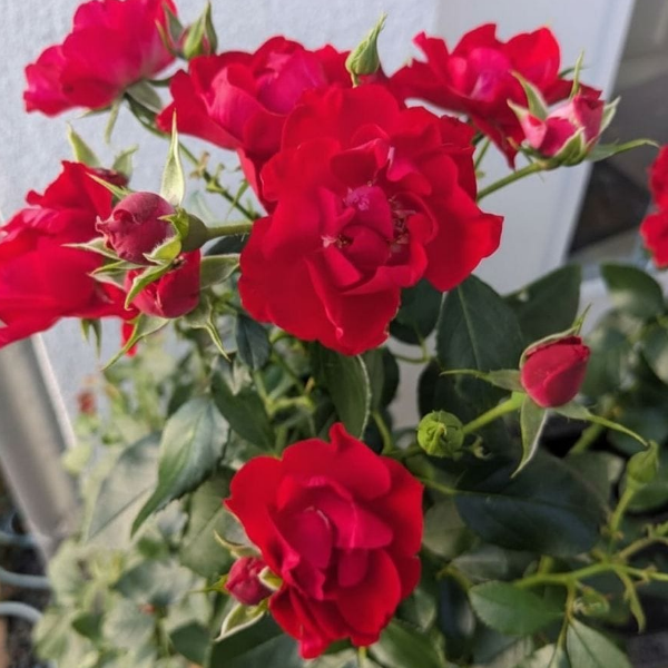 Роза полиантовая Black Forest
