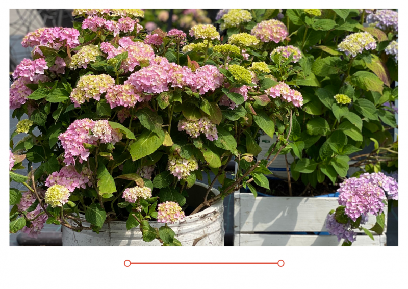 Новый выпуск "Дачные советы" от 03.06.2021