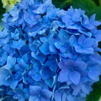 Фотографии гортензий нашего центра