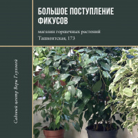 Большое поступление фикусов