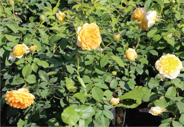 Английские розы Дэвида Остина Английские розы Дэвида Остина