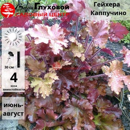 Основное изображение товара