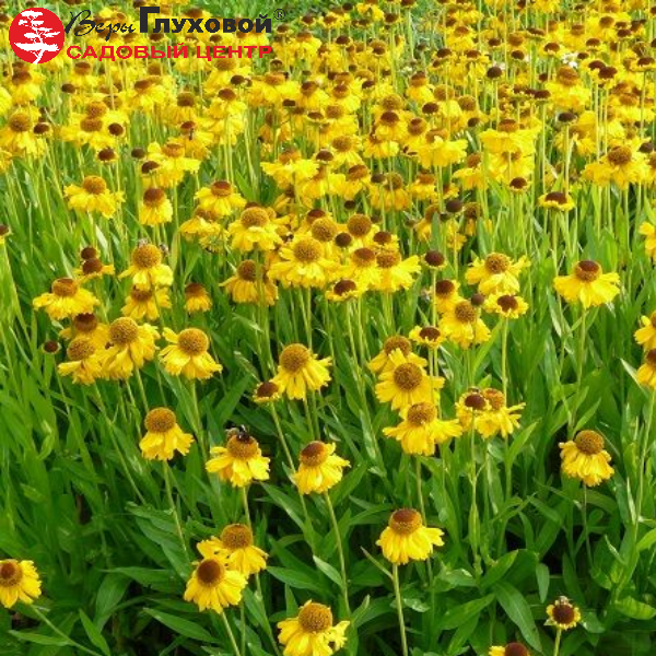 Основное изображение товара