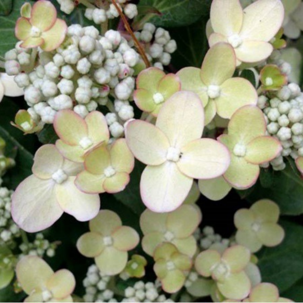 Свич Офелия .png