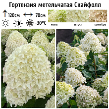 Основное изображение товара