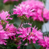 Монарда гибридная (Monarda) Пинк Фростинг С5 ГлХ/25