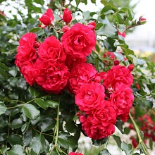 Основное изображение товара