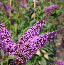 Основное изображение товара