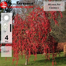 Основное изображение товара