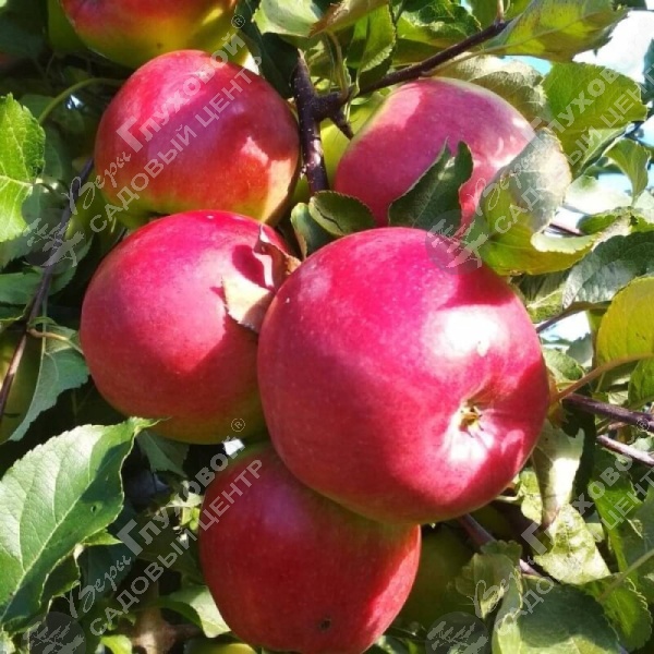 Яблоня "Лигол" на фото