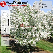 Основное изображение товара