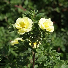 Основное изображение товара