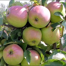 Основное изображение товара