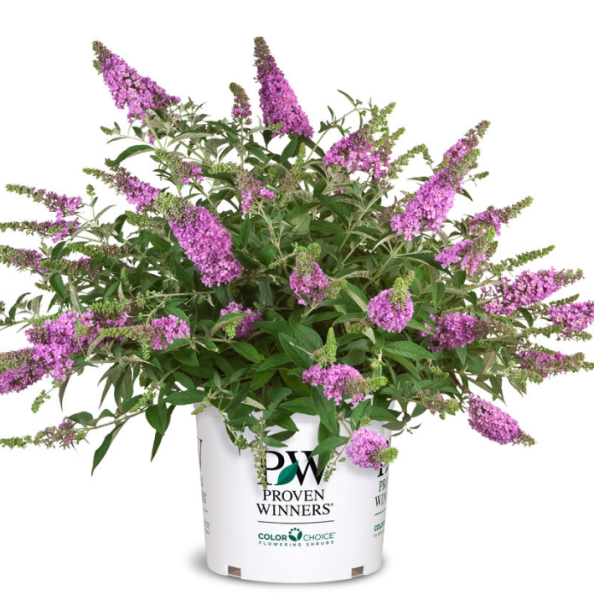 Основное изображение товара