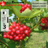 Калина красная Красная гроздь (средний сорт)