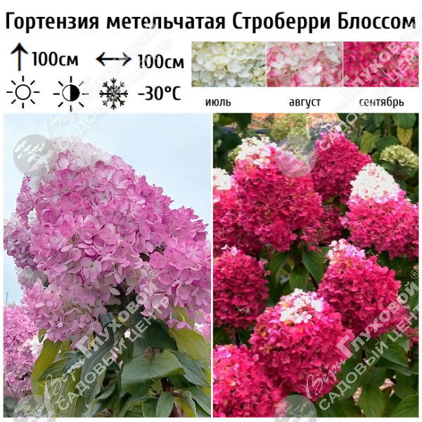 Гортензия метельчатая "Строберри Блоссом" на фото