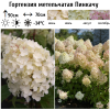 Гортензия метельчатая (Hydrangea paniculata) Пинкачу 30-50 С3 ПК/24