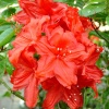 Азалия крупноцветковая (Azalea) 'Feuerwerk' 40-60 С5 ПЧ/25