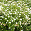 Спирея японская (Spiraea japonica) Альбифлора С3 СП/24