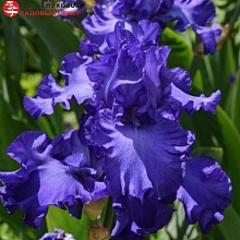 Основное изображение товара