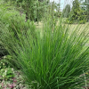Молиния тростниковая (Molinia arundinacea) Фонтейн С3 РФр/26