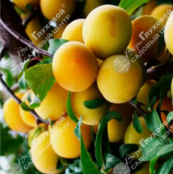 Алыча "Злато Скифов" на фото
