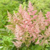 Астильба японская (Astilbe japonica) Европа С2 ГлХ/26