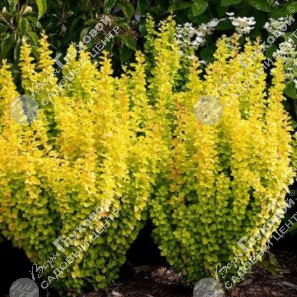 Барбарис Тунберга "Мария" на фото