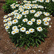 Нивяник великолепный 