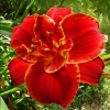 Лилейник (Hemerocallis) Хайленд Лорд С3 ГлХ/26