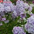 Флокс метельчатый 