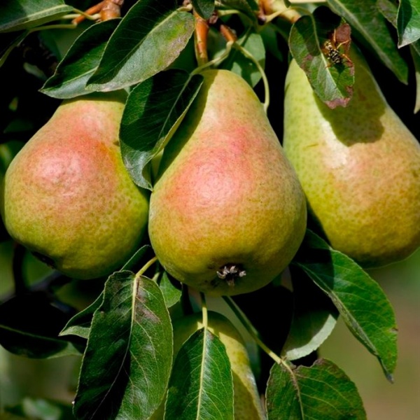 Основное изображение товара