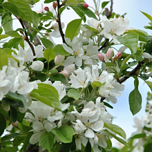 Яблоня Джон Доуни -  Malus 