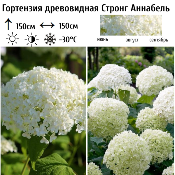 Основное изображение товара