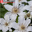 Клематис 