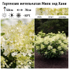 Гортензия метельчатая (Hydrangea paniculata) Милк Энд Хани  С2 СП/25