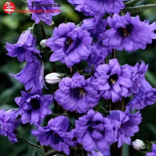 Основное изображение товара