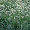 Сеслерия голубая (Sesleria caerulea) С3 РФр/26