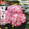 Гортензия крупнолистная (Hydrangea macrophyllа) Мирей С7,5 БдН/24