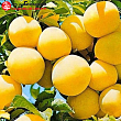 Слива 