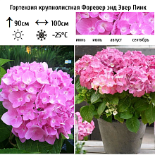 Основное изображение товара