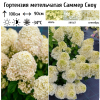 Гортензия метельчатая (Hydrangea paniculata) Саммер Сноу С10 СП/25