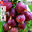 Крыжовник 