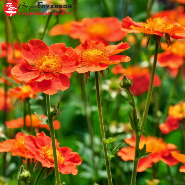 Основное изображение товара