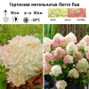 Гортензия метельчатая (Hydrangea paniculata) Литтл Лав С2 СП/26