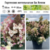 Гортензия метельчатая "Би Хеппи" на фото