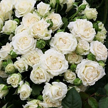 Основное изображение товара