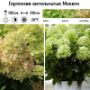 Гортензия метельчатая (Hydrangea paniculata) Мохито 2-3вет ОКС СП/25