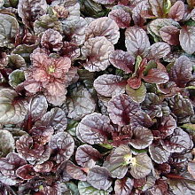 Основное изображение товара